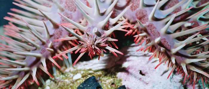 Close up of the arm of a crown of thorns starfish