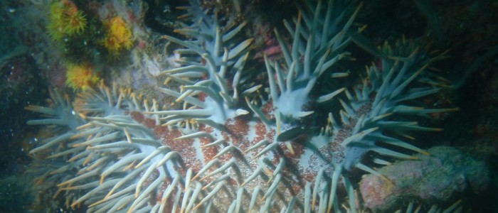 Dornenkronenseestern auf einem Korallenriff