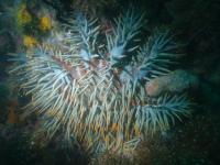 Crown of thorns starfish
