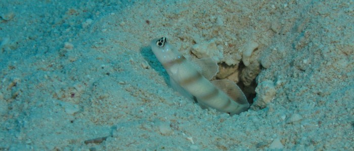 Steinitz' prawn-goby ready to hide in the burrow
