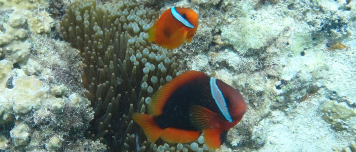 Red anemonfish