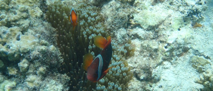 Red clownfish