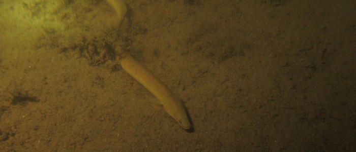 Eel swimming over muddy bottom