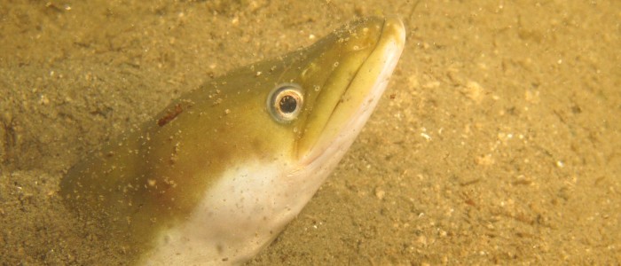 Europäischer Aal (Anguilla anguilla)