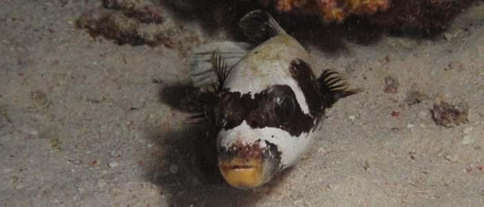 Masked puffer sleeping on a reef