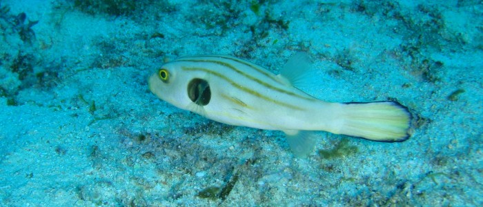 Manilakugelfisch (Arothron manilensis)