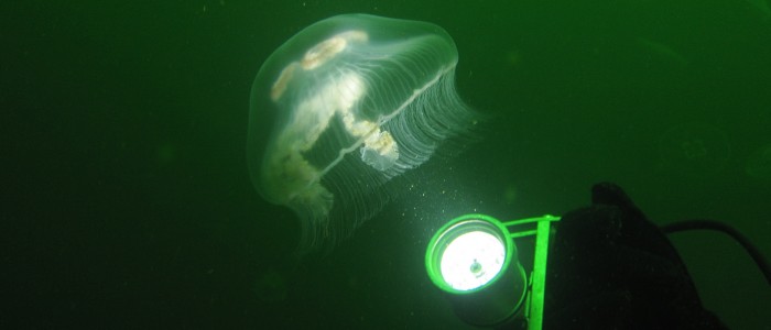 Moon jellyfish (Aurelia aurita)