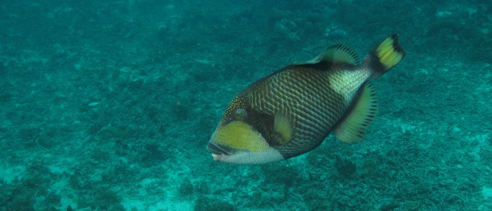 Titan triggerfish swimming over dead coral