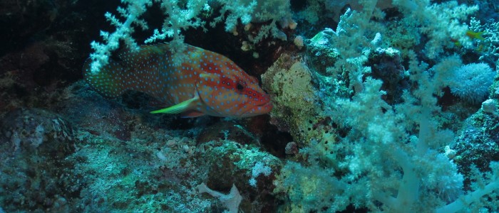 Coral hind among soft corals