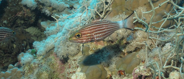 Largetoothed cardinalfish among coral branches