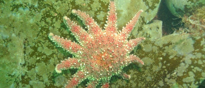 Common sunstar on kelp