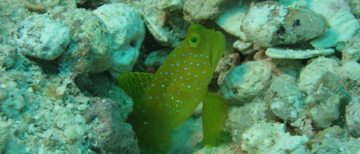 Yellow prawn-goby guarding its burrow