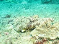 Crocodile fish