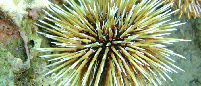 Riffdach-Bohrseeigel (Echinometra mathaei)