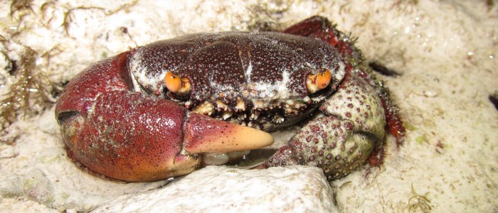 Rough redeyed crab (Eriphia smithii)
