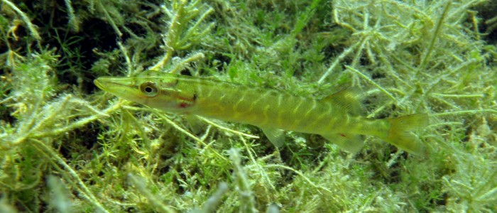 Juvenile northern pike in shallow water