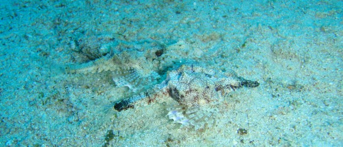 Short dragonfish (Eurypegasus draconis)