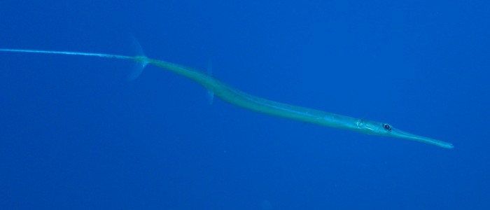 Bluespotted cornetfish swimming in open water
