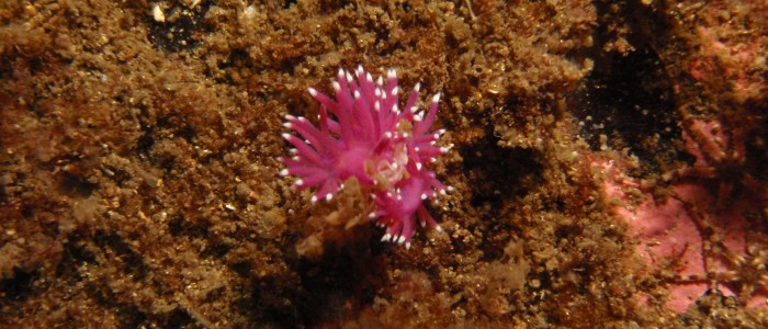 Sea slug (Flabellina pedata)