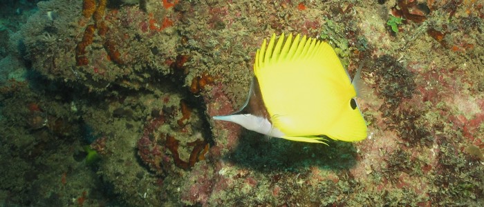Longnose butterflyfish on a reef