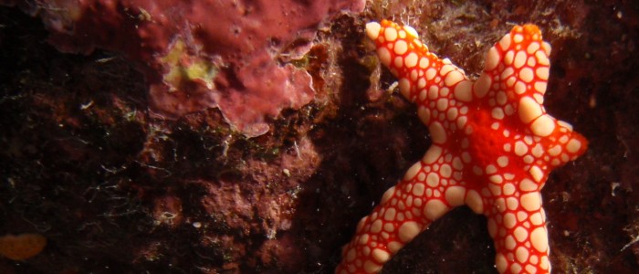 Injured pearl starfish