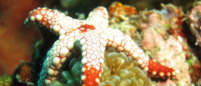 Pearl seastar on a bubble coral