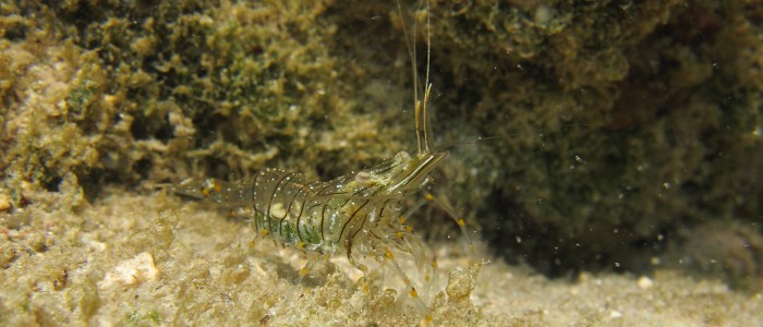 Krewetka atlantycka (Palaemon elegans)