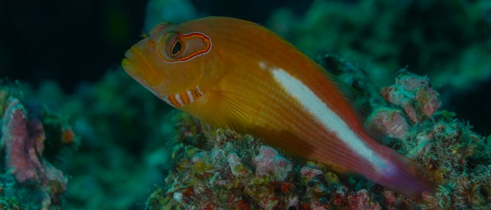 Arc-eye hawkfish (Paracirrhites arcatus)