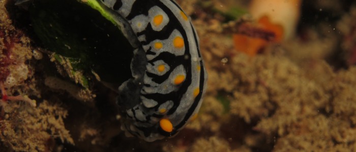 Varicose wart slug (Phyllidia varicosa)