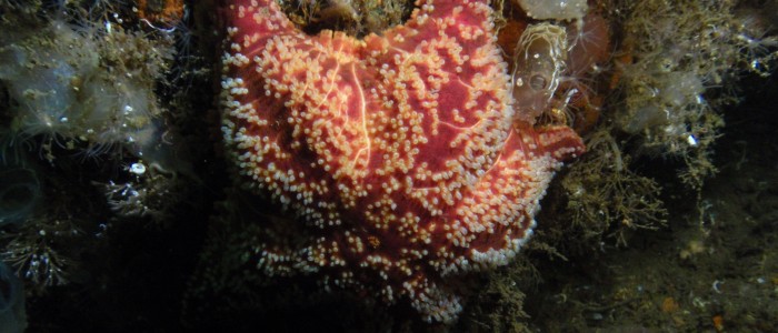 Red Cushion Star in North Sea