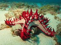 African Red Knobbed Seastar