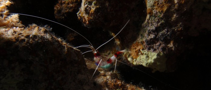 Banded boxer shrimp
