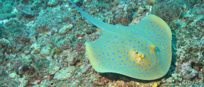 Bluespotted stingray landing on coral rubble